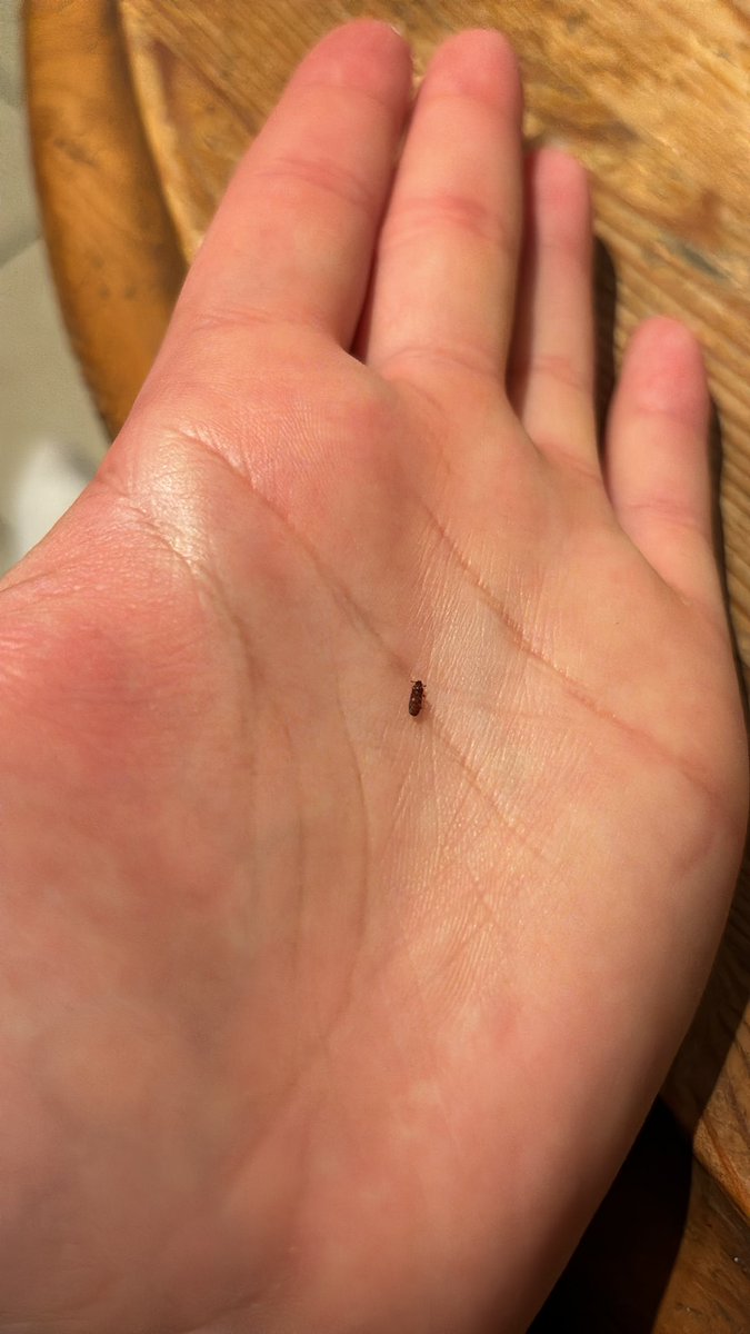 _ESM3's tweet photo. @LidlGB just found a dead red bug in our bag of jasmine rice 🤢🤢🤢 https://t.co/Ms1nP8bNbI
