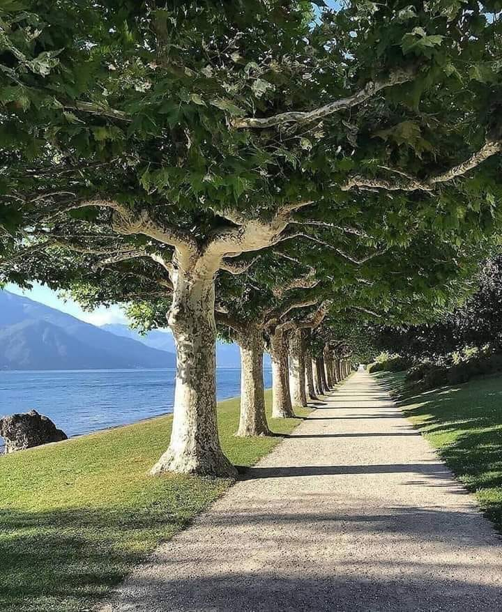 RincnCuriosoo's tweet photo. Una belleza de camino para relajarse https://t.co/AmmwpBBDKY