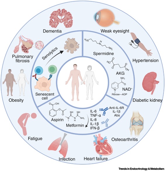 Online Now:  A new clinical age of aging research dlvr.it/TCmMhv #trends #endocrinology #metabolism