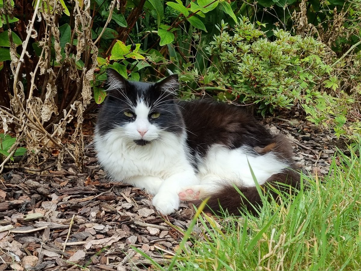 Here's my contribution to the #HedgewatchForRugs on behalf of all of us. Me, Flower and Mack are sending love and purrs to all who loved Rugs 🐾❤️
Wilf x