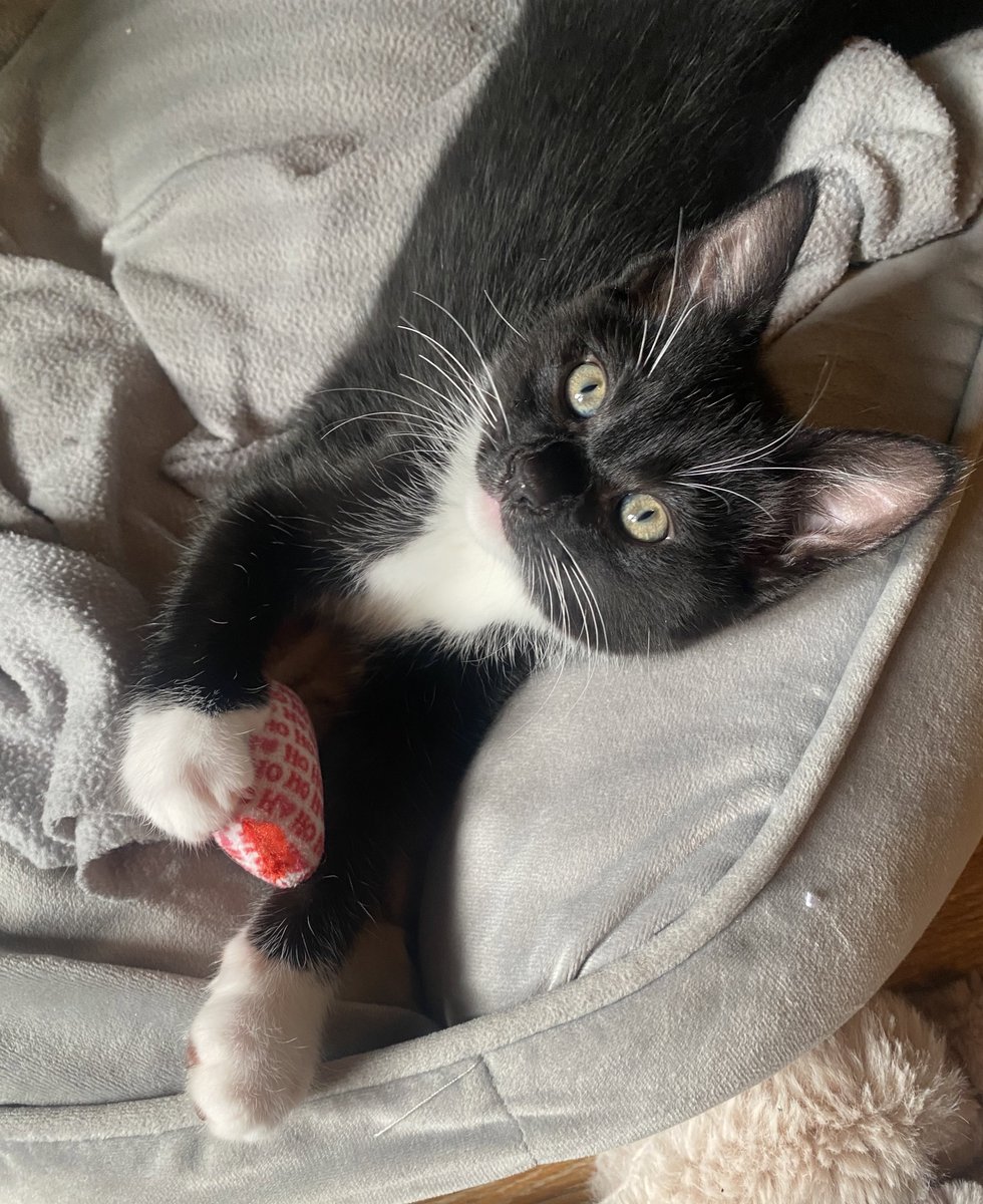 KittensCam's tweet image. Everyone has a fave - mousey belongs to Moonlight, sadly his sisters Pearl and Emerald, keep trying to drown mousey 😹🙀

#fairycatmother #theeight #catsofX #adoptdontshop #kittenCam #kittensofX #cats #kittens #cute #fosteringsaveslives #kittensofinstagram #catsofinstagram 🐾