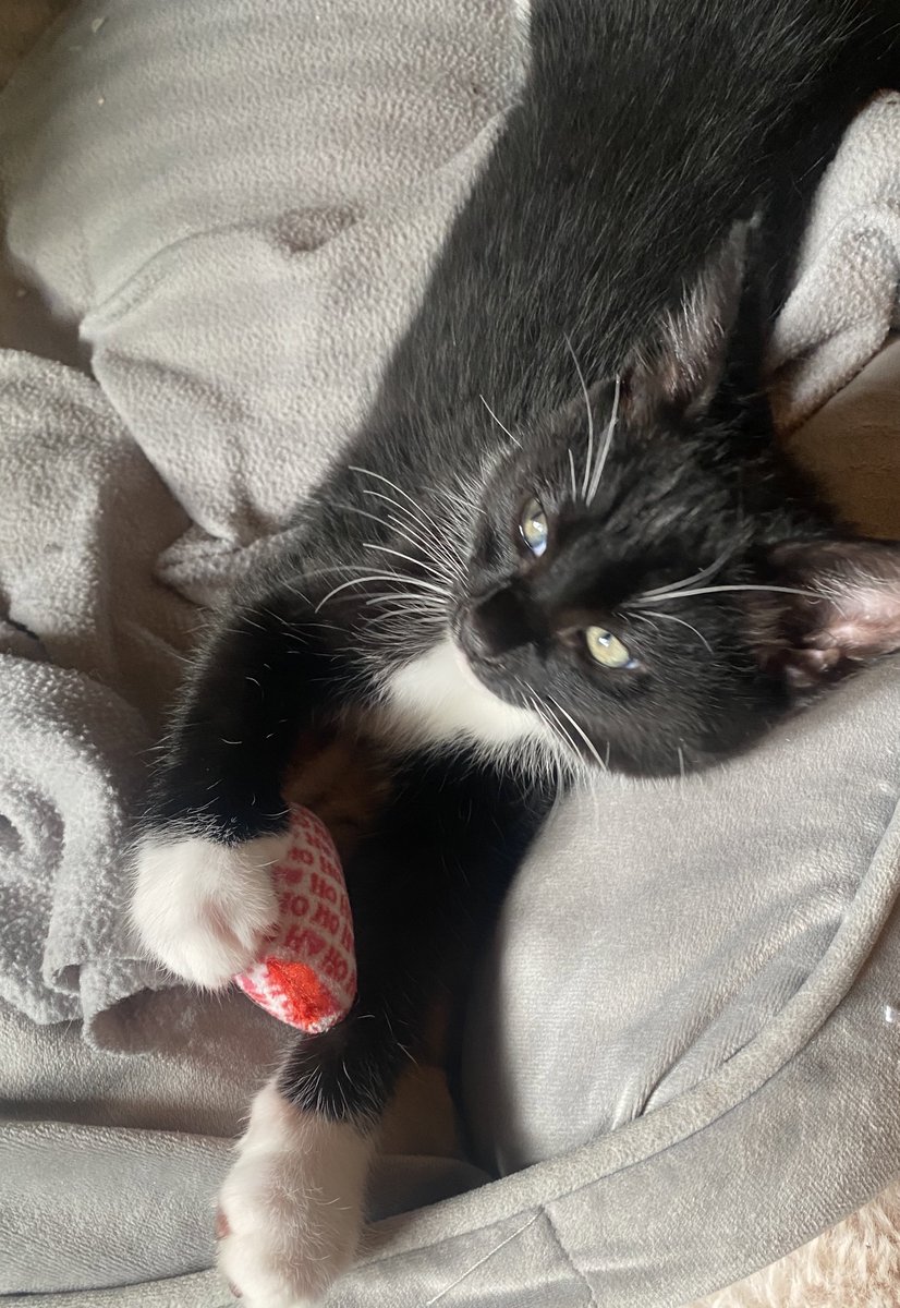 KittensCam's tweet image. Everyone has a fave - mousey belongs to Moonlight, sadly his sisters Pearl and Emerald, keep trying to drown mousey 😹🙀

#fairycatmother #theeight #catsofX #adoptdontshop #kittenCam #kittensofX #cats #kittens #cute #fosteringsaveslives #kittensofinstagram #catsofinstagram 🐾