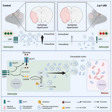 Astrocytic LRP1 enables mitochondria transfer to neurons and mitigates brain ischemic stroke by suppressing ARF1 lactylation dlvr.it/TCmNLM