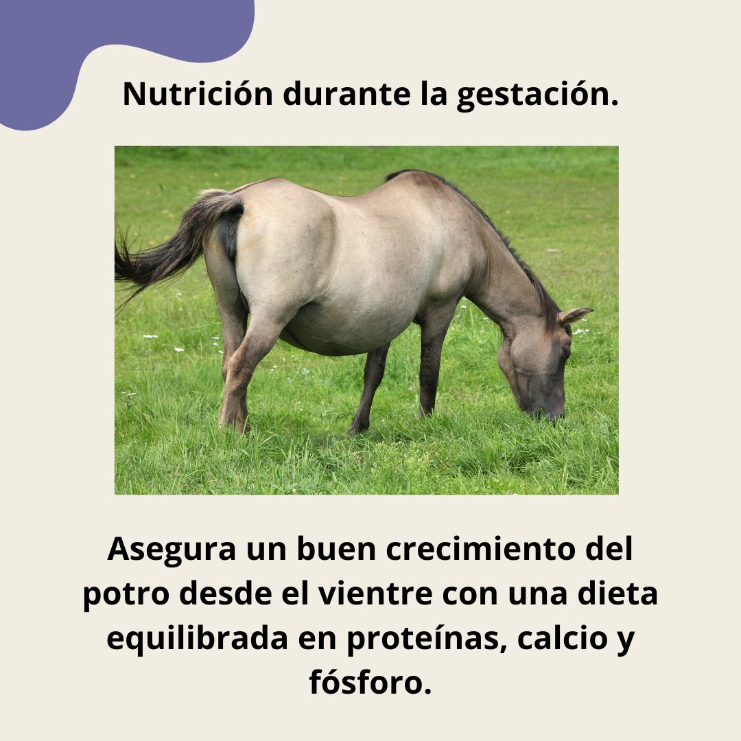 Miproma's tweet photo. Desde la gestación hasta el destete, asegura la mejor nutrición para la salud de la yegua y la del potro.🐴

Visita nuestro perfil de Instagram para ver el carrusel completo.

https://t.co/FAiNkVpzBh

#NutricionEquina #SaludAnimal #YeguasFelices #Miproma https://t.co/HKPWGzO6Zo