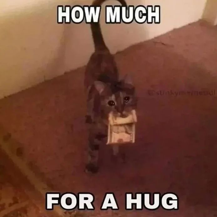 Punch Cat (@punchingcat) on Twitter photo 