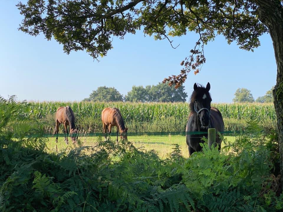 TruusWijnen's tweet photo. Duivelshof tussen De Lutte en Losser.
#wandelen #wandelgids #TwaalfTwentseTochten #DeLutte @GemeenteLosser @TiDeLutteLosser https://t.co/JBfgBcFFdj