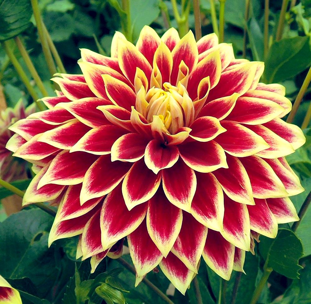 Flower Show tweet media
