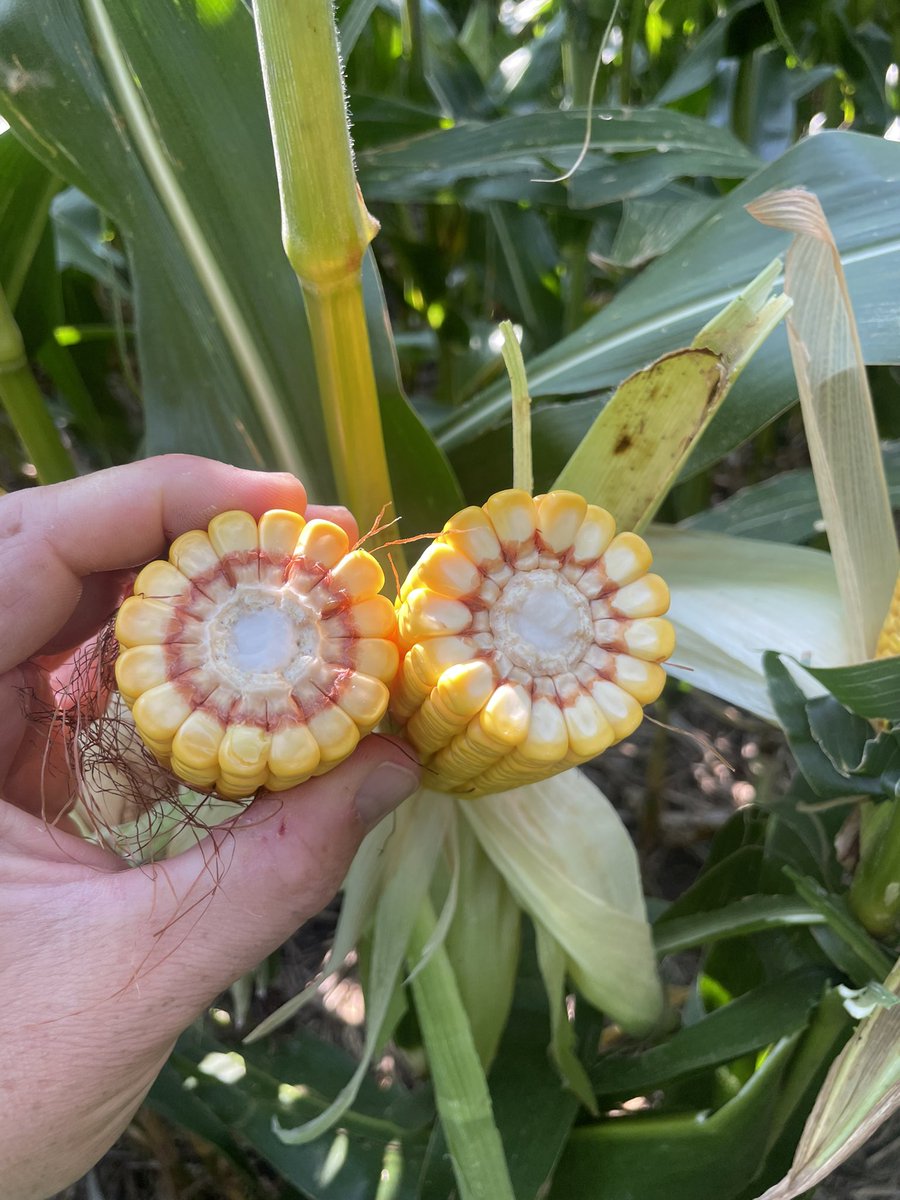 Casey C. tweet media