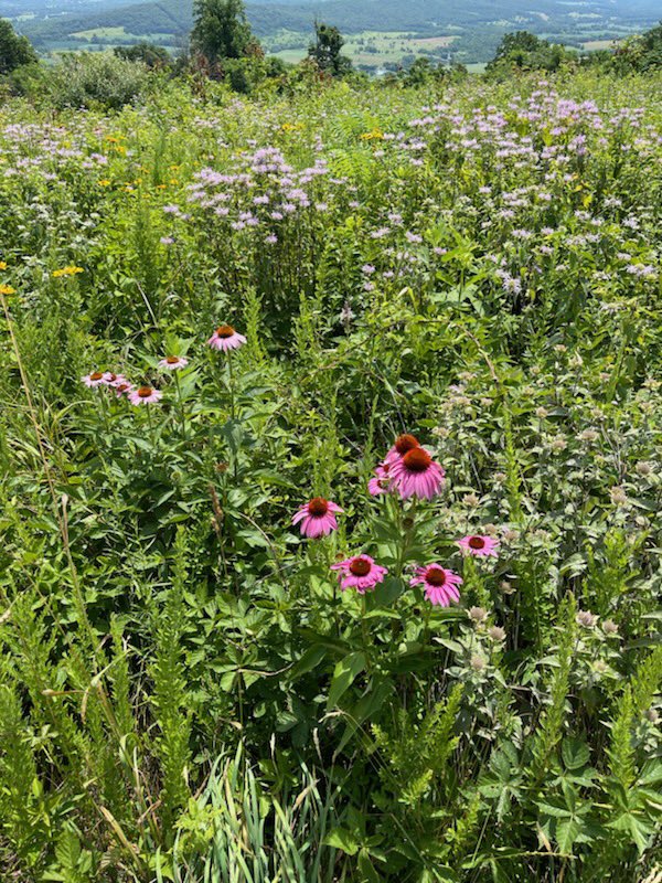 ClimateActionN9's tweet image. “If we’re serious about avoiding climate catastrophe, we need to restore all 3 earth sinks (our lands, forests and oceans) to function as nature designed them.”

—John Doerr, “Speed &amp;amp; Scale, An Action Plan for Solving Our Climate Crisis Now” Chp 4 “Protect Nature”

📸:Noreen Wise