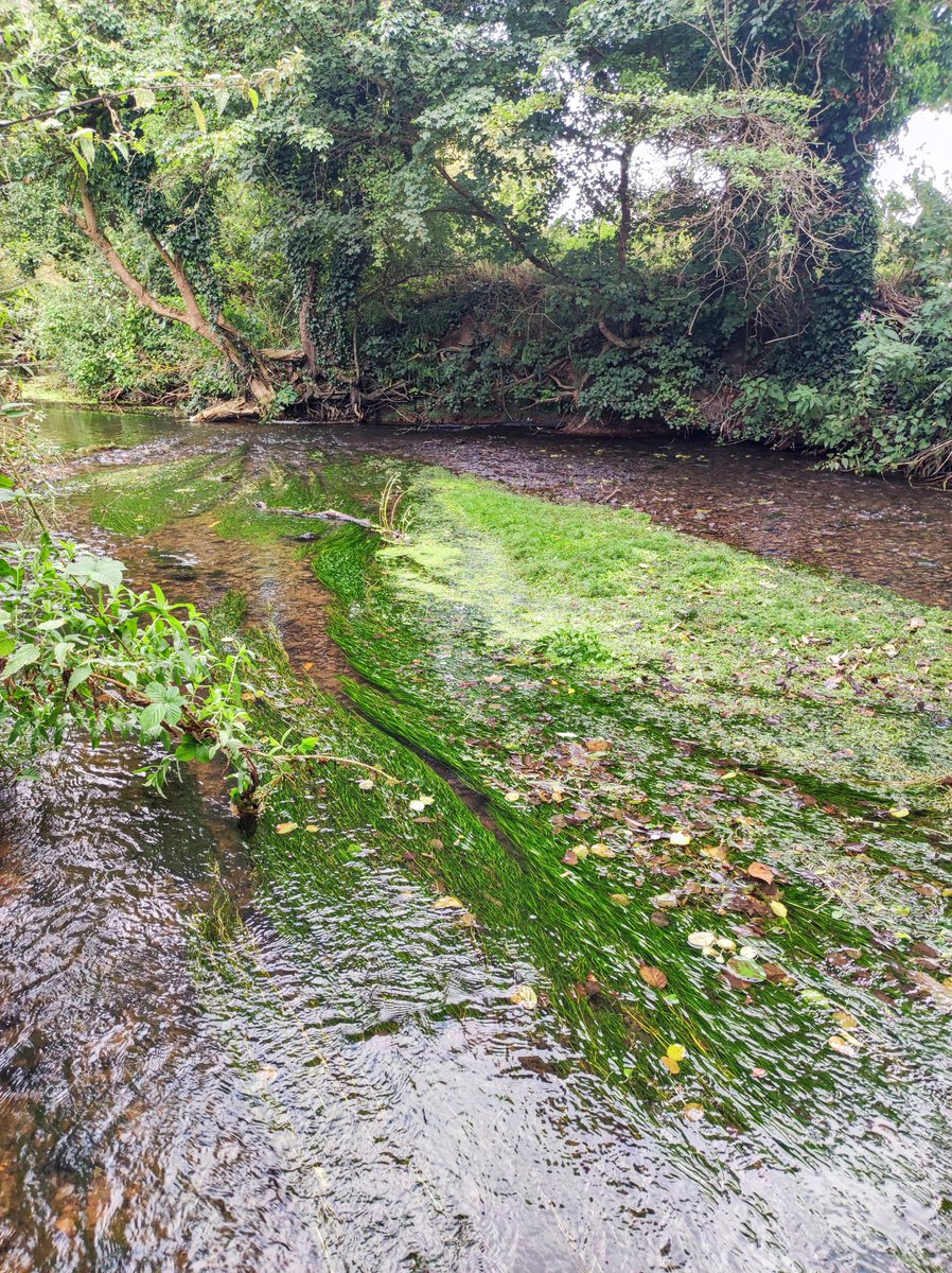 Summer levels. #flyfishing #guidedfishing #flyfishinglessons #flyfishinglife #flycasting #trout #browntrout #rainbowtrout #grayling #onthefly #flyfishingnation #outsidedays #salmon #seatrout #dryfly #nymph #Snowbee #flyfishinglife #river #stream #lake