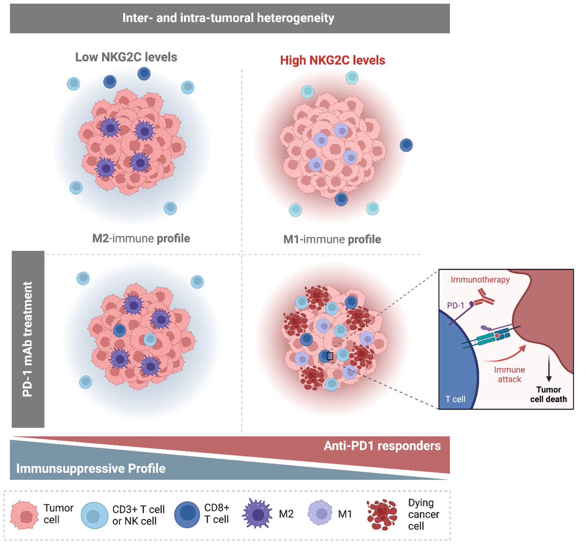Journal for ImmunoTherapy of Cancer (@jitcancer) on Twitter photo New #JITC article: NKG2C/KLRC2 tumor cell expression enhances immunotherapeutic efficacy against glioblastoma bit.ly/479GUPc <a href="/gliomalab/">Pilar Sánchez-Gomez</a> New #JITC article: NKG2C/KLRC2 tumor cell expression enhances immunotherapeutic efficacy against glioblastoma bit.ly/479GUPc <a href="/gliomalab/">Pilar Sánchez-Gomez</a>