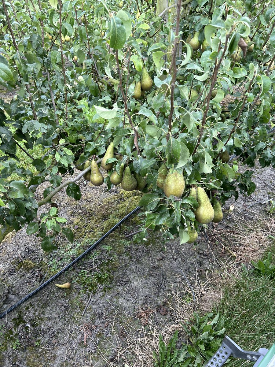 In de oogst van de peren bezig. Na eerdere ‘tweets’ over hagel in april en later nog in juni ziet dat er zo uit. Nog geen halve oogst in kilo’s hangen en een flinke schade die nog te zien is. Smaken er trouwens niet minder om !