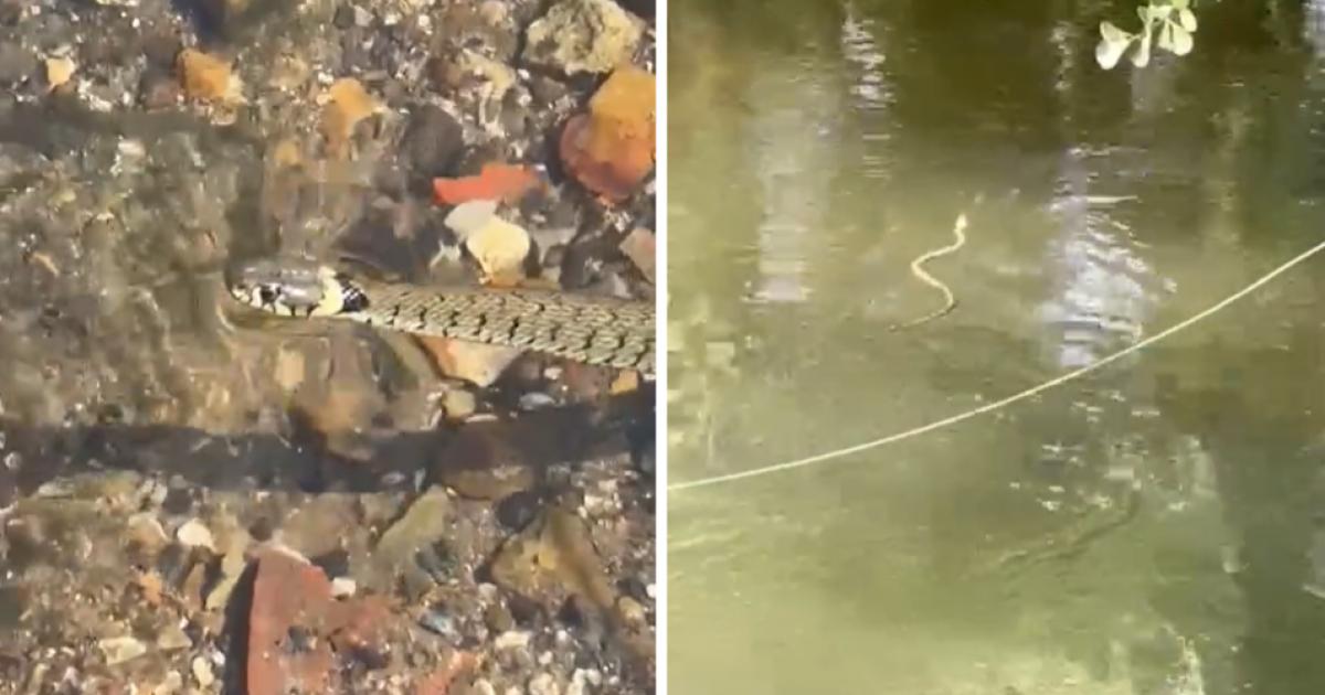 UK's largest snake is spotted swimming in the River Itchen dlvr.it/TCmR4q