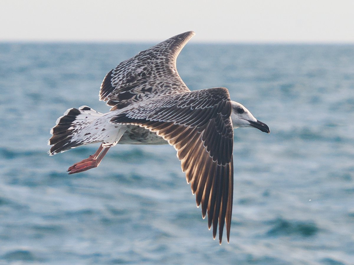 TomWallis4's tweet photo. Juvenile #Yellowleggedgull taken 28/08/2024 on a trip with @clennonvalley and @KellysheroDavid
#omsystem https://t.co/dnjmVYYDIx