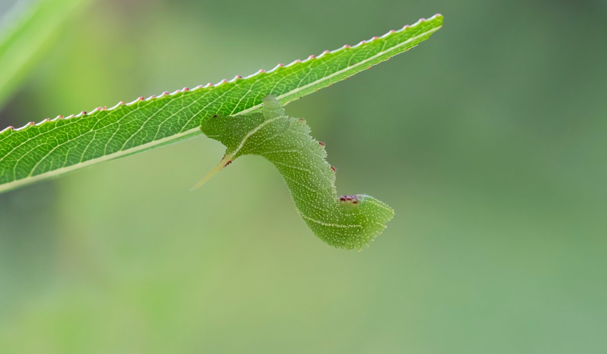 Bob Eade tweet media