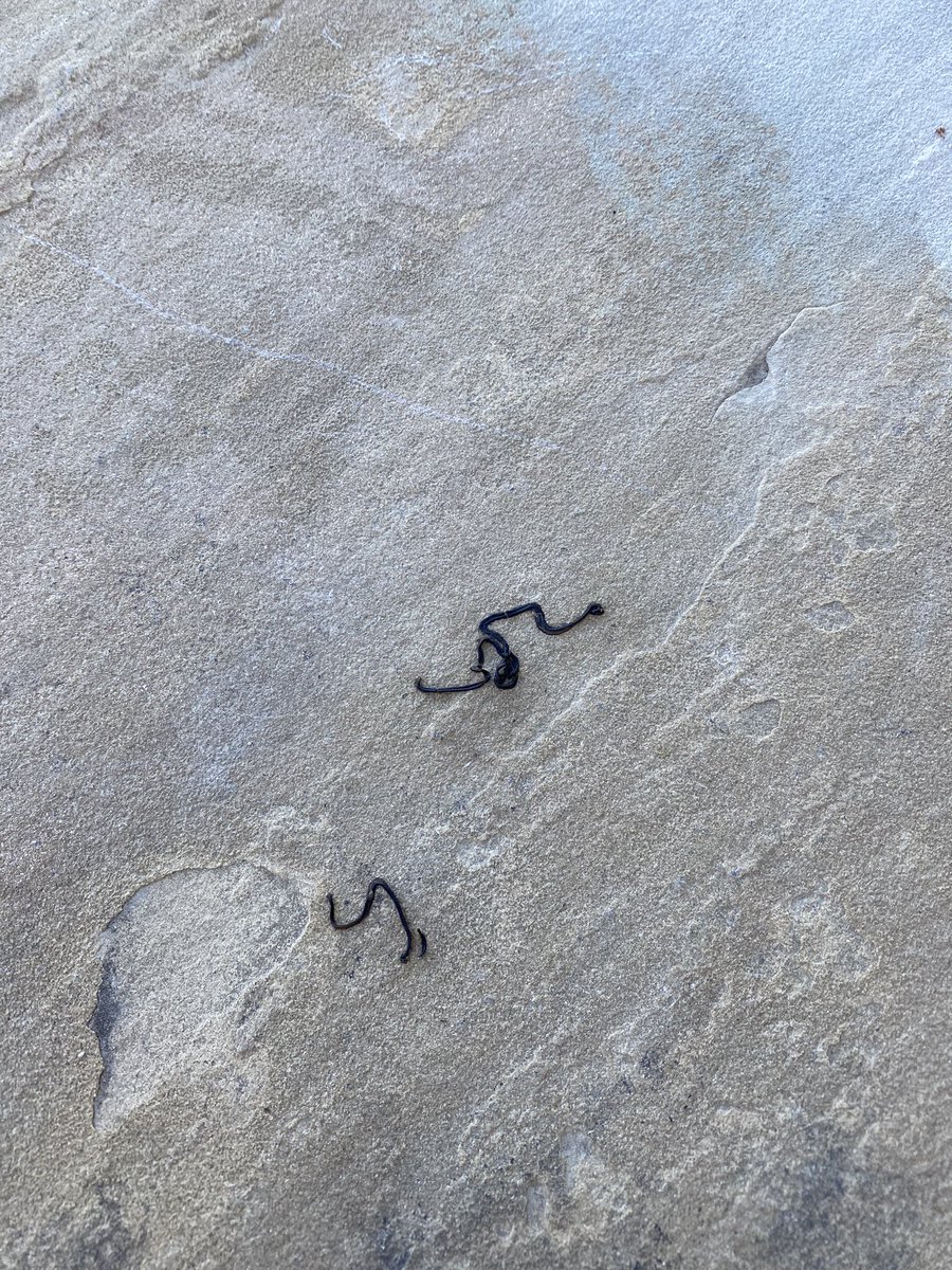 Okay Twitter what are these turds outside my door?