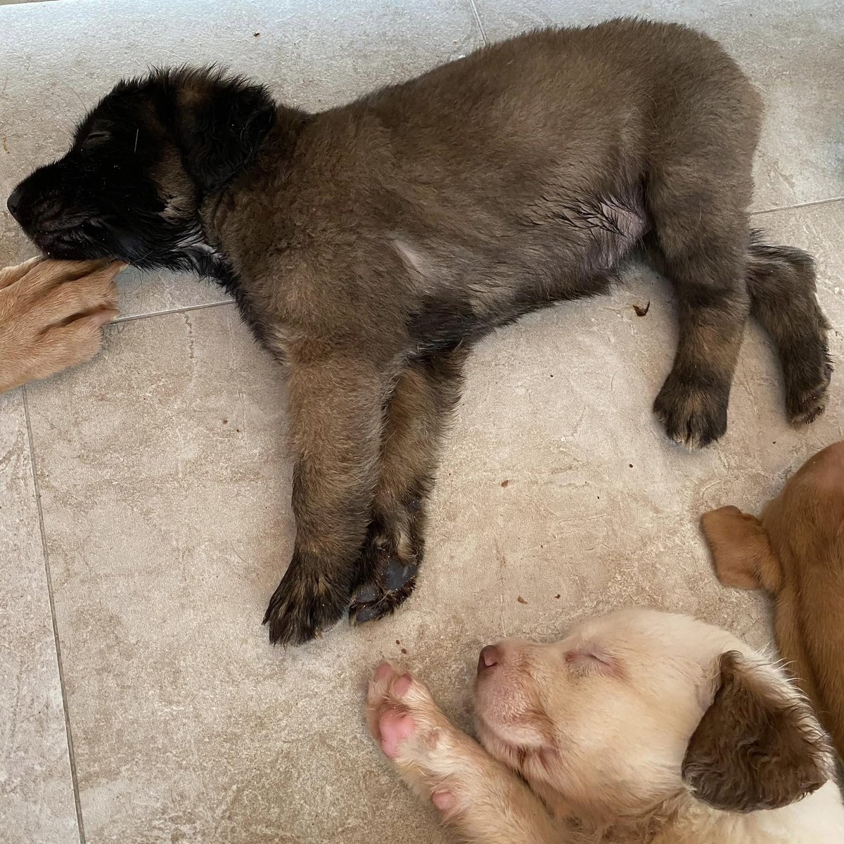 PotcakeNFT's tweet image. ABACO UPDATE: Exciting News for Layla’s Pups!

Layla’s pups, born on July 14th, are already 7 weeks old—time flies! This week, Arte and Zeus will be heading off to their new homes. 🎉 They’ve been adopted by sisters and their families, and will grow up playing as neighbors on