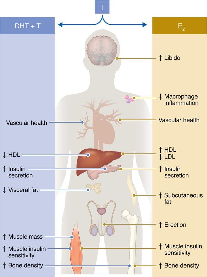 Waggoner Lab (@labwaggoner) on Twitter photo REVIEW <a href="/jclinicalinvest/">Journal of Clinical Investigation</a> <a href="/FMauvaisJarvis/">Franck Mauvais-Jarvis</a> <a href="/lab_lindsey/">Lindsey Lab</a>
Metabolic benefits afforded by estradiol and testosterone in both sexes: clinical considerations
jci.org/articles/view/… REVIEW <a href="/jclinicalinvest/">Journal of Clinical Investigation</a> <a href="/FMauvaisJarvis/">Franck Mauvais-Jarvis</a> <a href="/lab_lindsey/">Lindsey Lab</a>
Metabolic benefits afforded by estradiol and testosterone in both sexes: clinical considerations
jci.org/articles/view/…