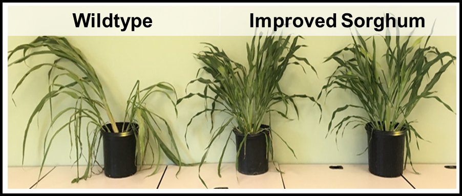 CABBI (@cabbibio) on Twitter photo (2/2) The CABBI team's research on improved water use efficiency in C4 bioenergy crops is outlined in two papers published today in the <a href="/OxUniPress/">Oxford University Press</a> Journal of Experimental Botany:
✅academic.oup.com/jxb/advance-ar…
✅academic.oup.com/jxb/advance-ar… (2/2) The CABBI team's research on improved water use efficiency in C4 bioenergy crops is outlined in two papers published today in the <a href="/OxUniPress/">Oxford University Press</a> Journal of Experimental Botany:
✅academic.oup.com/jxb/advance-ar…
✅academic.oup.com/jxb/advance-ar…