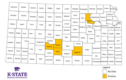 Corn stunt disease and its associated vector, the corn leafhopper, have been recently confirmed in Kansas. Learn more in the article: bit.ly/4cFFAok #corn #kansas