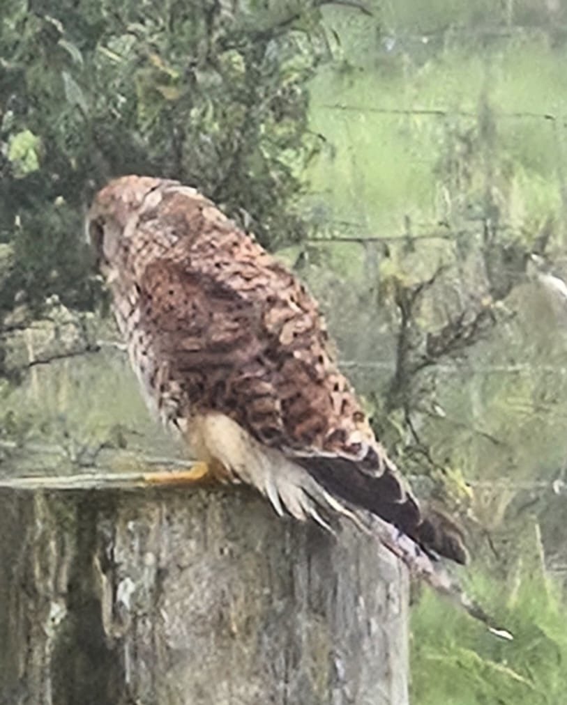 Our hard work organising a holiday for a client has paid off when she excitedly shares a picture taken from her lodge.  But what is it?!