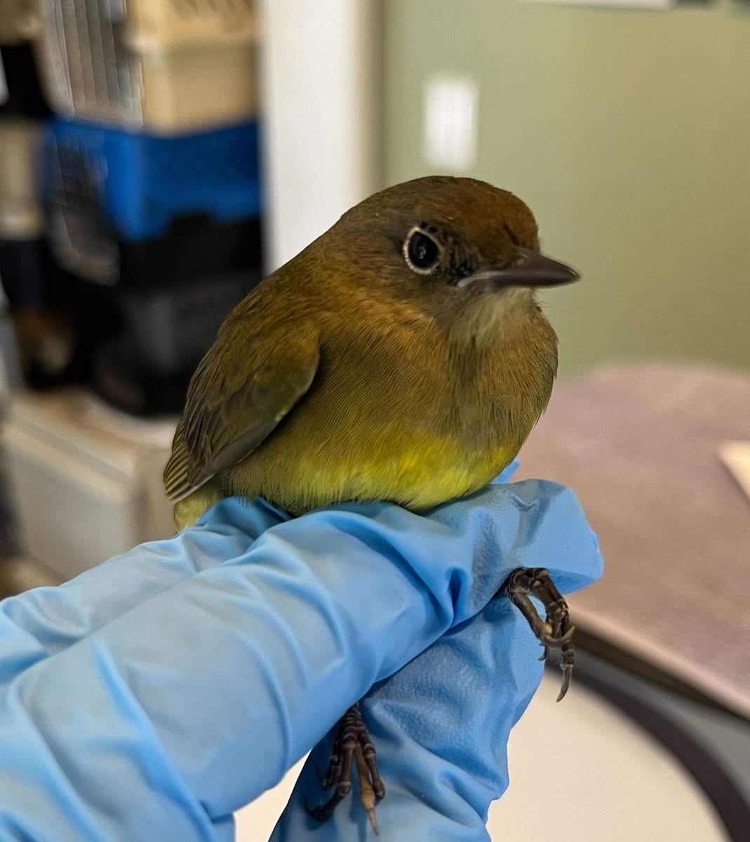 So many tiny beauties heading south, trying to find a few quick meals and a rest here in NYC before continuing on their journeys. Here are just 2 (Tennessee and Connecticut warblers) of the 36 we’ve admitted since yesterday, all victims of window collisions. 

📷: Phyllis Tseng