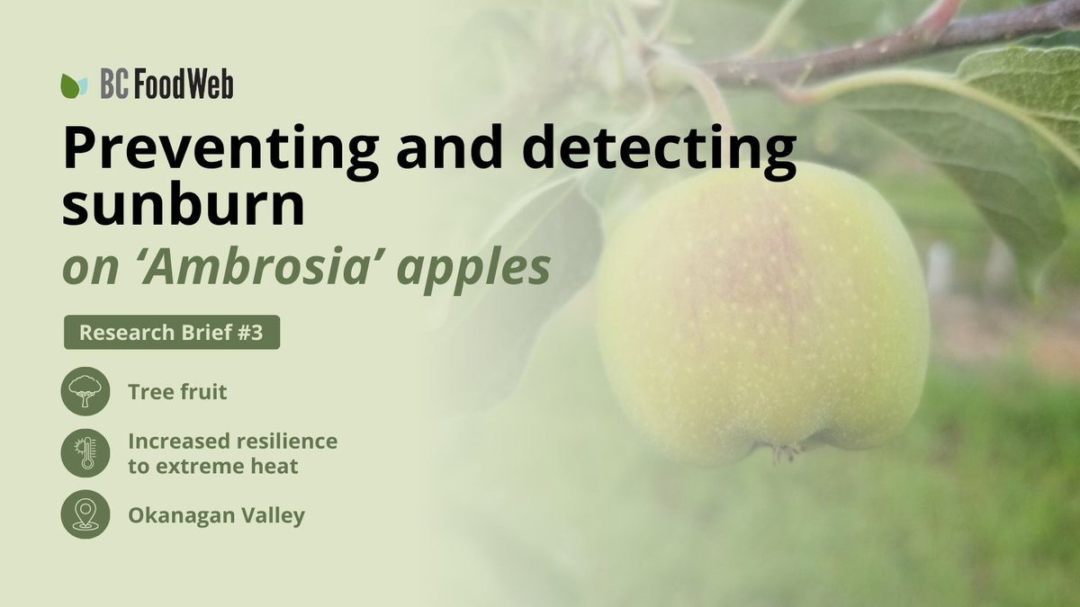 Our latest research brief (part 3) is here! Just in time for apple season, “Preventing and detecting sunburn on ‘Ambrosia’ apples” offers tips on addressing sunburn browning 🍎 ☀️.  

Read it here: bcfoodweb.ca/briefs/prevent…
