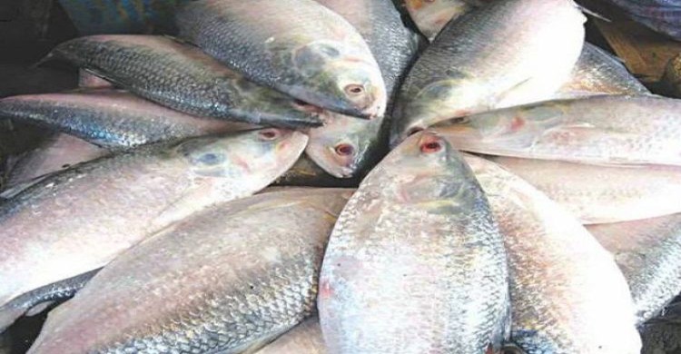 এবার দুর্গাপূজায় ভারতে যাবে না উপহারের ইলিশ