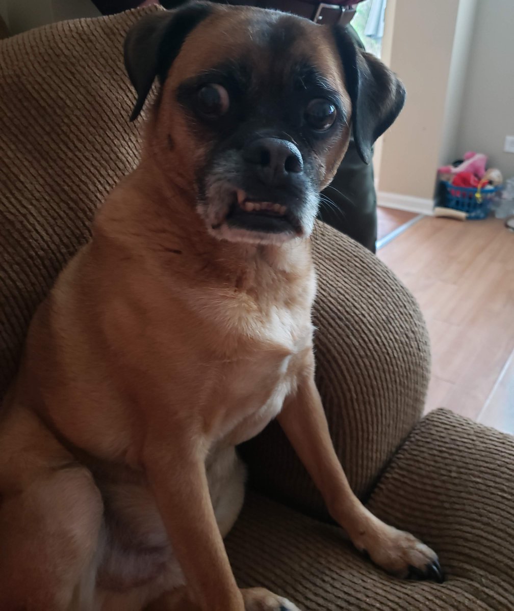 Latina_Schatje's tweet image. Angelo says, da fuq?
#puggle #buddy