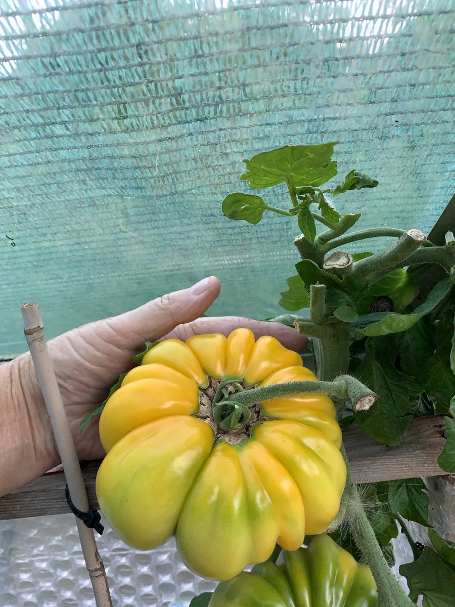 How about this for a tom it’s called yellow stuffer cheers