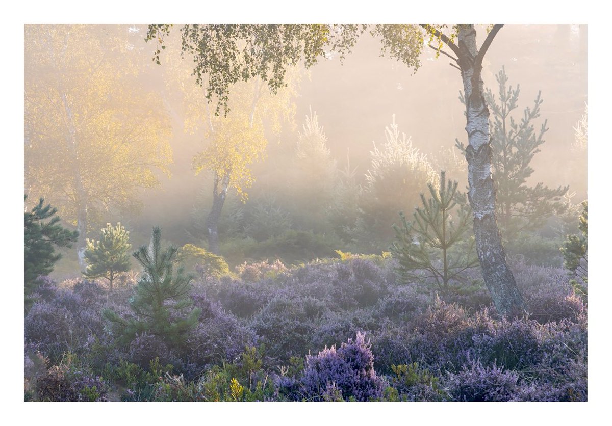 Dawn in a small corner of the Forest, last week. The Heather is still looking beautiful..

#NewForest