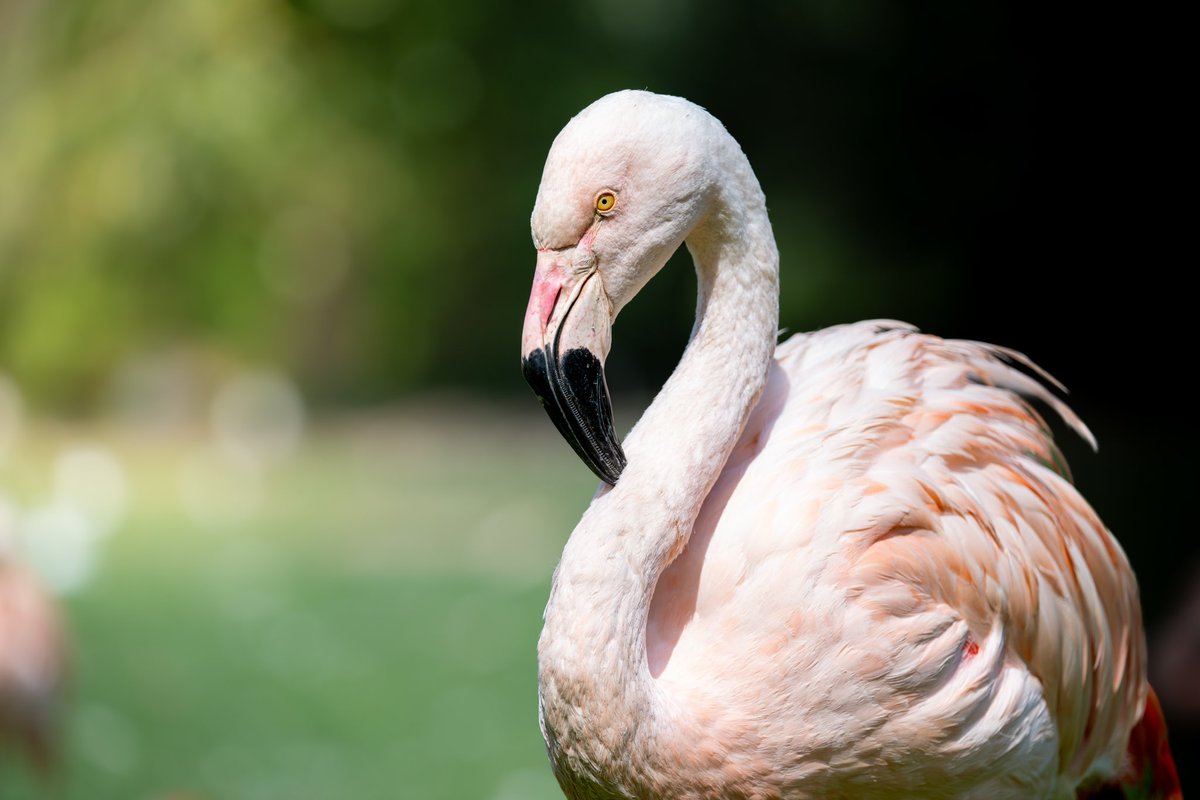 Guiiom76's tweet photo. Série animalière - 5
📸 le flamant rose
📍Parc animaliers de Clères / Seine-Maritime
#nikon #animals #animauxsauvages #photoanimals #photography #photoanimaliere #nikonz8 #explore_normandie #nature #photo #naturephotography #photoanimaliere #photonature #wildsanimals #wildlife https://t.co/rVJutxUrKb