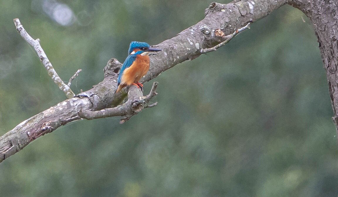 Daz72pix's tweet photo. Male Kingfisher today @CharlecoteNT https://t.co/nkWO3Ed0aO