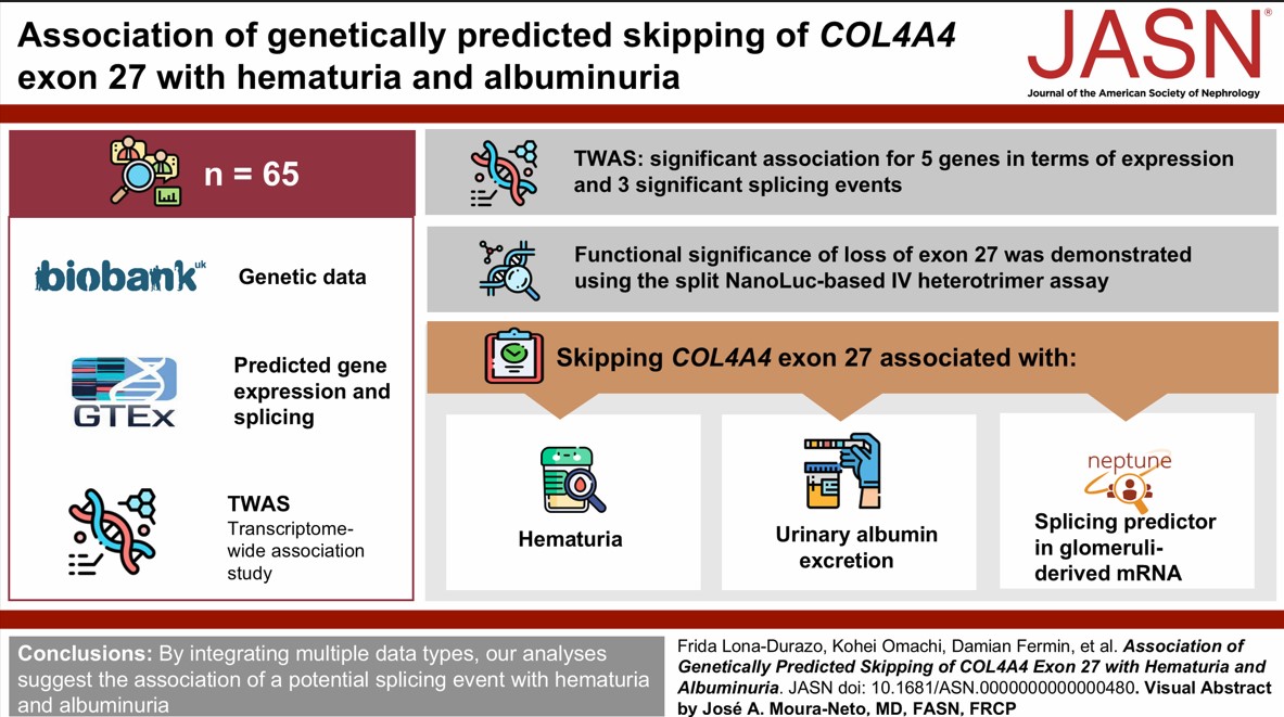 Study investigators identified a structural sequence change in the messenger RNA of the gene COL4A4 that could alter the protein function to be associated with hematuria. Using a molecular assay, they also demonstrated that the same structural sequence change produces a