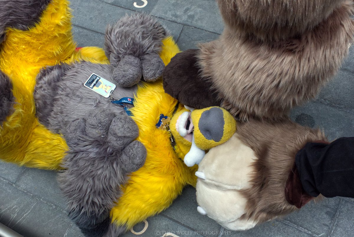 TheoWolffPhotos's tweet image. Happy #Steptember 😏🐾
@YellowFluffDog sure loves being under my paws who wants a turn next