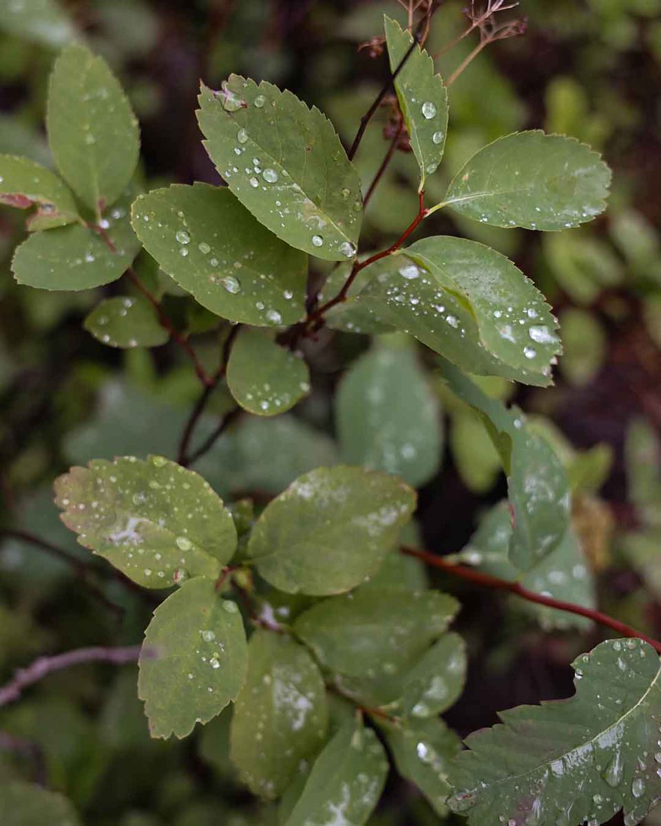 Emerald Lake Lodge tweet media