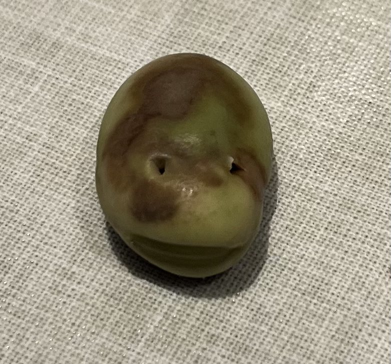 How much do you reckon I can get on EBay for this broad bean that looks like a teenage mutant ninja turtle?