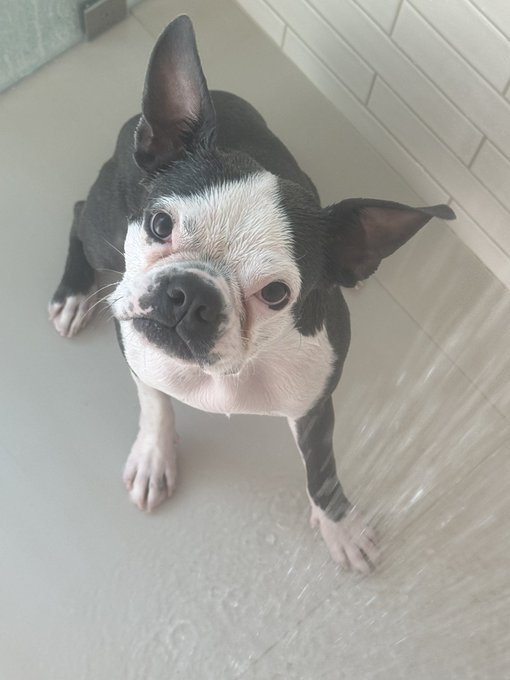 1 pic. This is what happens when I shower around Hercules… he tries to attack the water… https://t.c