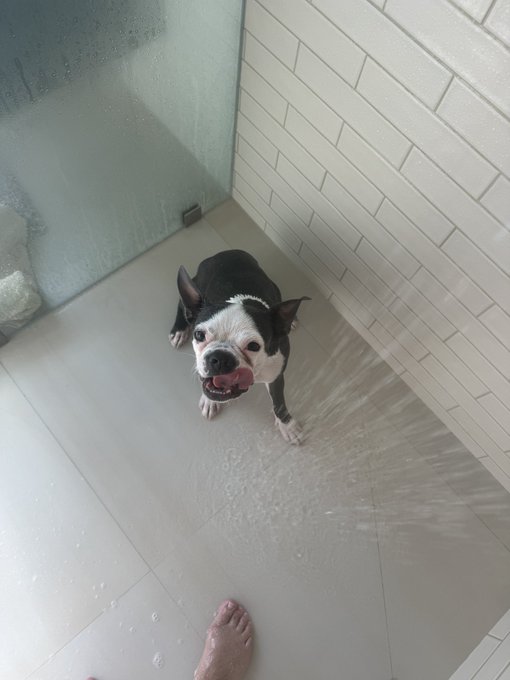 2 pic. This is what happens when I shower around Hercules… he tries to attack the water… https://t.c