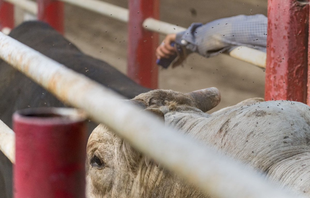 .@vanhumane:  Another rodeo appears to violate electric prod rules; Vancouver Humane Society files cruelty complaint  dlvr.it/TCmZgG