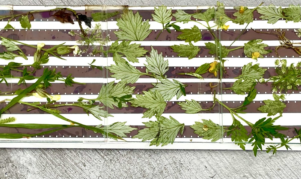 Squeaky Wheel tweet media