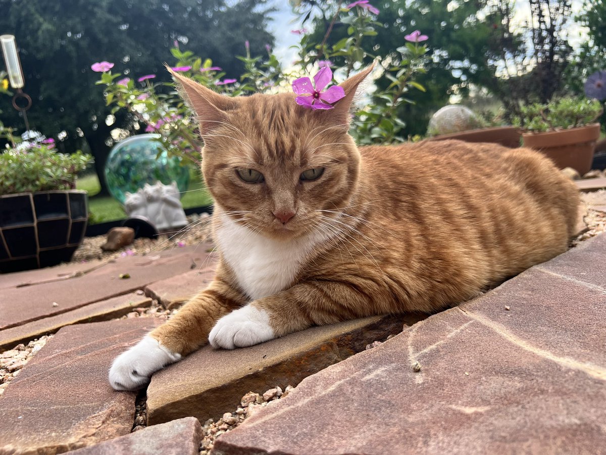 Yesterday I (sister) painted our weathervane like a pink flower. For the past decade it was a sunflower in honor of brother cat Sunflower but now the pink flower reminds me of Bella. (We still have Sunflowers around too!) Teeny took a pic with the pink flowers yesterday.