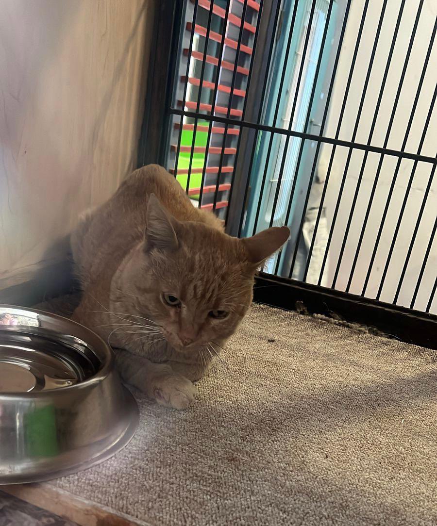 Ari_Arciniega6's tweet photo. Así de lento va la Rifa a Favor de los🐈 Rescatados estamos intentando culminarla para sufragar los gastos de alimentación de los🐈que se encuentran en resguardo y la Esterilización de Güero quien fue rescatado hace 1 semana Sería genial que nos apoyaras $100 cada # Nos ayudas?✨ https://t.co/LfZgdaIpJB