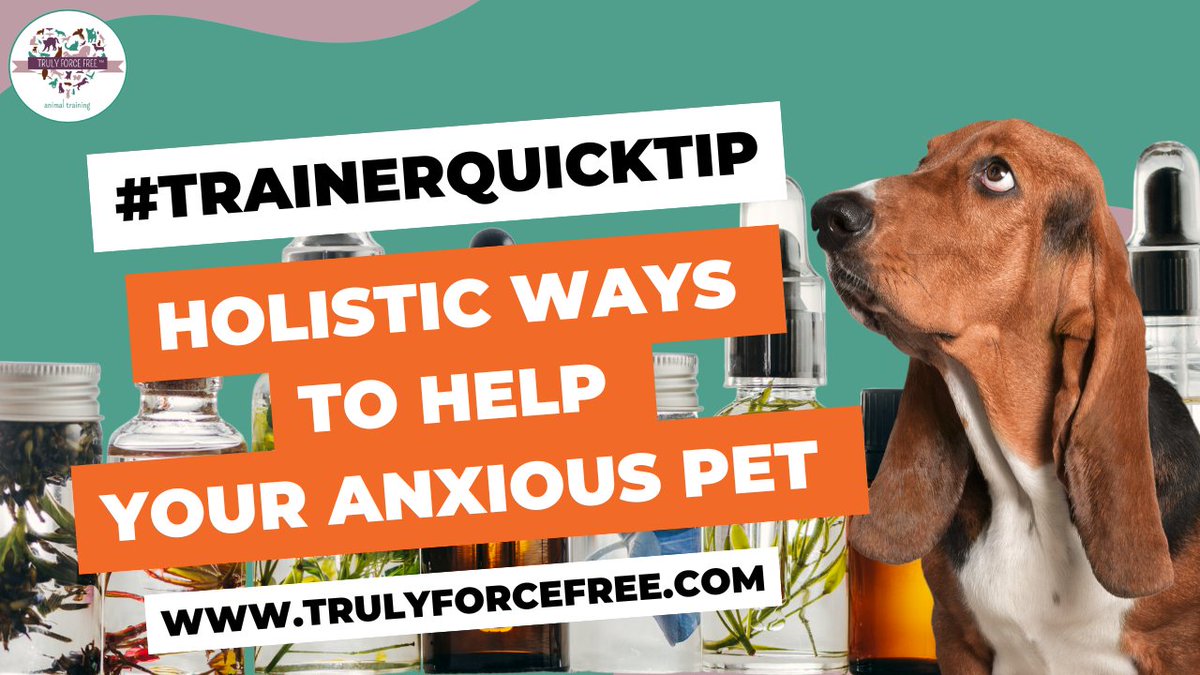forcefree_pets's tweet image. 🐶😖🌿💊#trainerquicktip Holistic Ways to Help Your Anxious Dog youtu.be/yMSNUXBtnLA