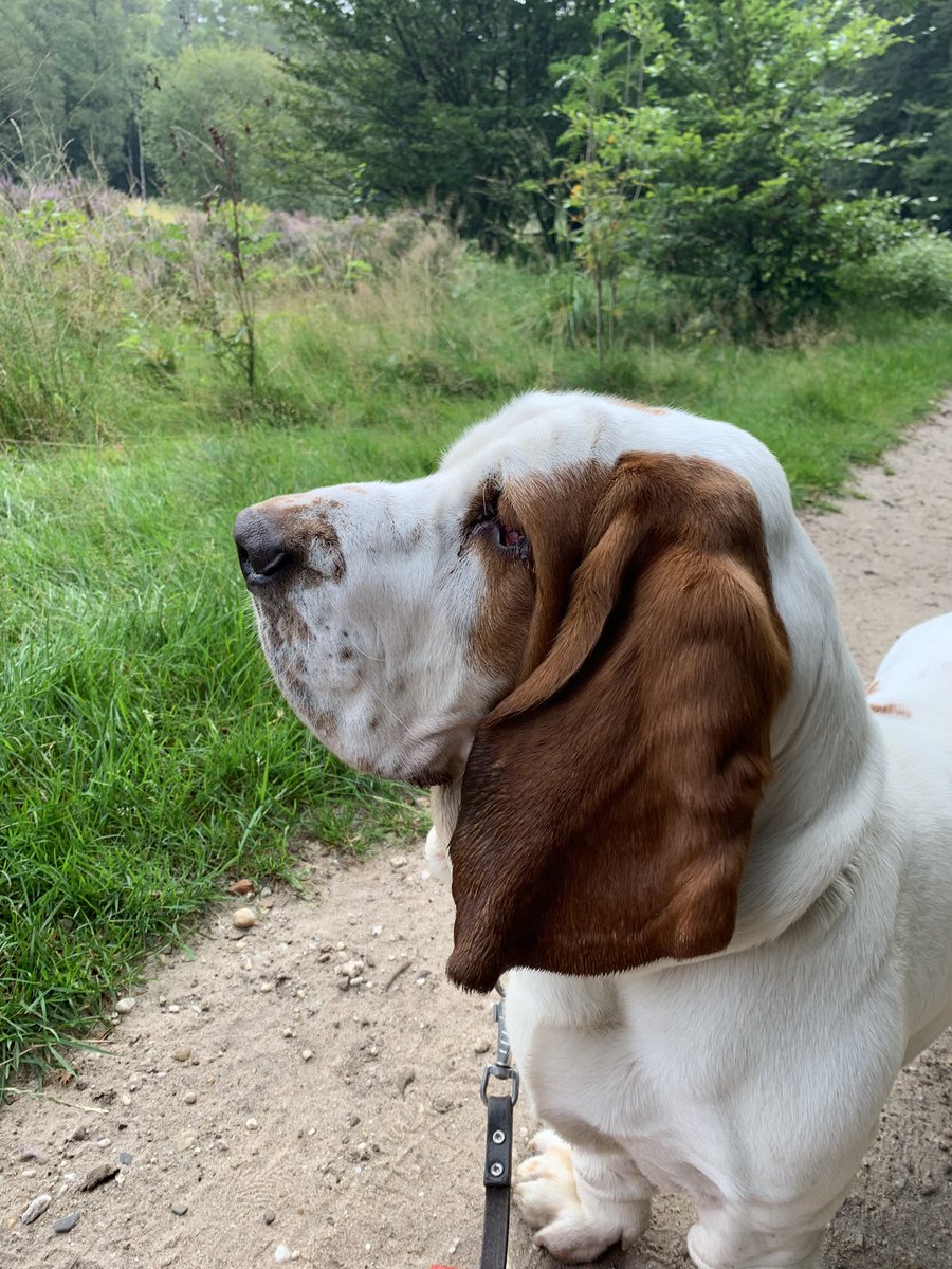 #benbvolliefde Jan terug, Noor terug. Zo vertrouwd. En wie ziet mijn pup aankomen? Yess, Miss puppy komt ook terug bij kasteelheer Albert.