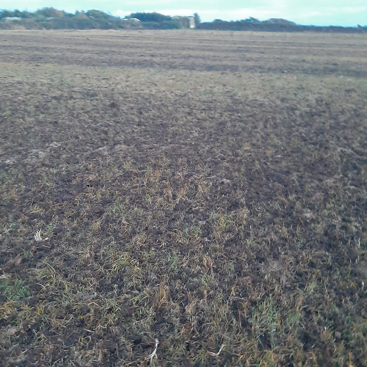 Prep for autumn resseding. 
P4 and K3 soil with pH above 6.1. A nice coating of FYM. Plough, till, sow and roll in next few days with <a href="/Germinal_Ire/">Germinal Ireland</a> top 5 extend.