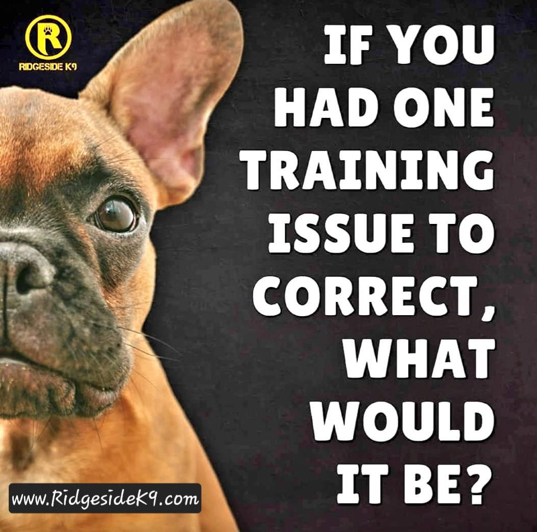 Ridgeside K9, LLC tweet media