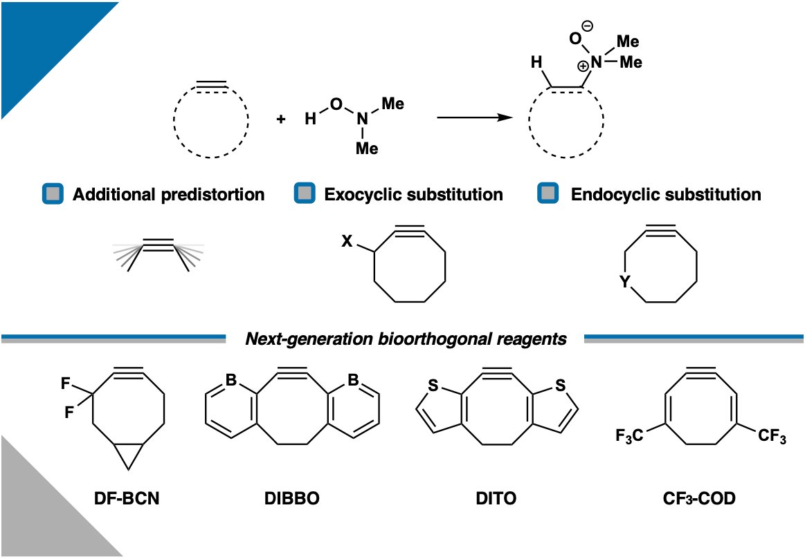 Excited to see the work of <a href="/BeutickSteven/">Steven Beutick</a> and <a href="/songyu_sc/">Song Yu</a> out in <a href="/ChemicalScience/">Chemical Science</a>!🤩

They studied the retro-Cope elimination reaction of cyclic alkynes.🖥️

Then rationally designed a suite of novel bioorthogonal reagents!😎

doi.org/10.1039/D4SC04…

<a href="/_LauraOrian/">Laura</a> <a href="/fmbickelhaupt/">Matthias Bickelhaupt</a>