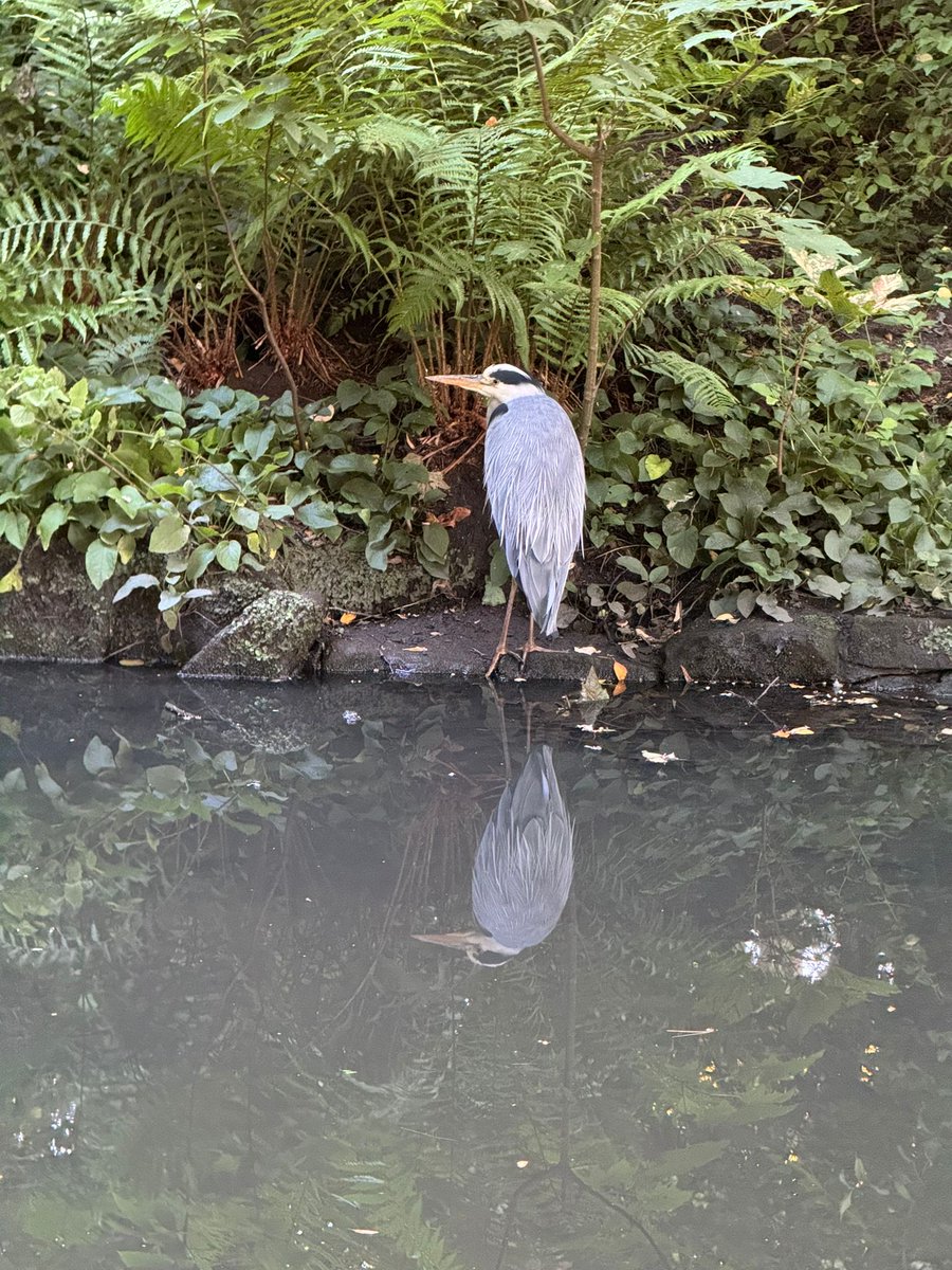 Sefton Park #Liverpool this evening … is this a heron. I’m not good with birds.
