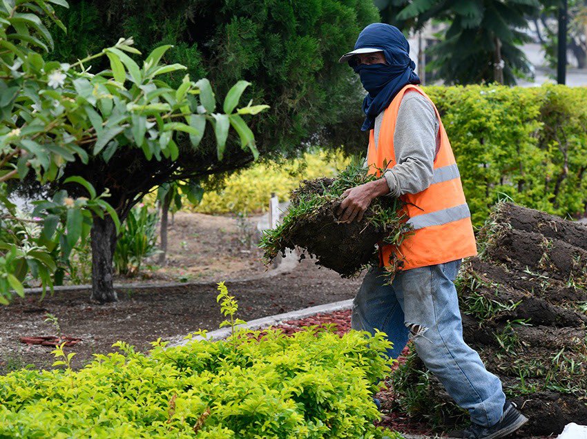 aquilesalvarez's tweet photo. La Av. Enrique Ortega Moreira en Urdesa se revitaliza gracias a la recuperación de sus áreas naturales. 

En 1,2 km de parterre central, colocamos 900 m² de césped y 82 árboles de especies nativas como Guayacán y Ceibo, transformando esta arteria en un espacio más verde y agradable. 

Estas acciones forman parte de nuestro compromiso del para renaturalizar nuestra Ciudad de Todos, con intervenciones similares en otras avenidas y parques.

#CiudadDeTodos